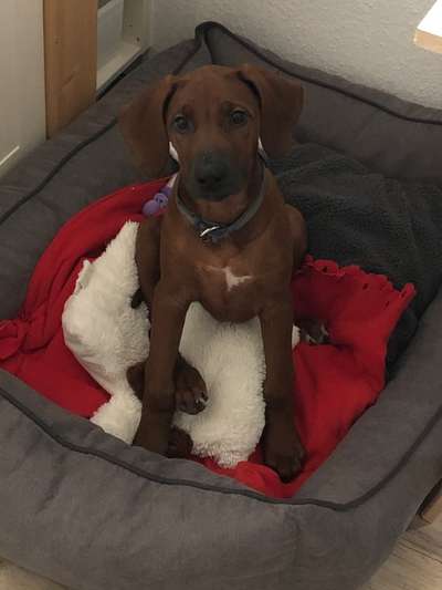 Rhodesian Ridgeback-Beitrag-Bild
