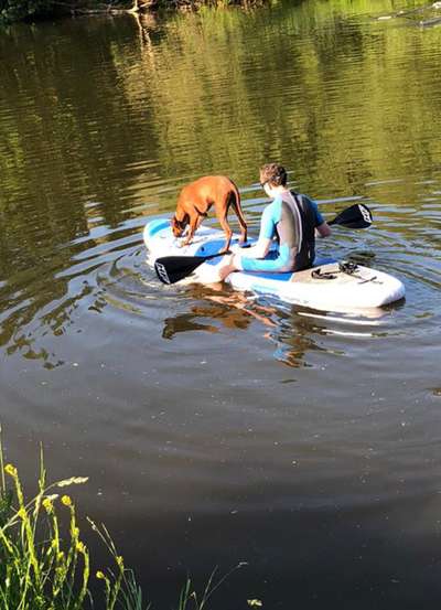 Rhodesian Ridgeback-Beitrag-Bild