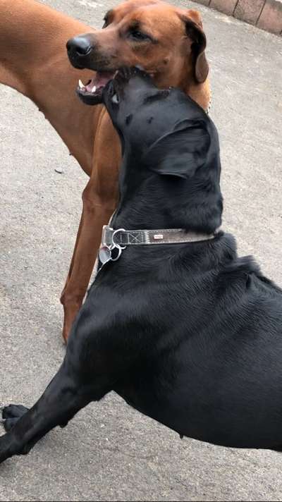 Rhodesian Ridgeback-Beitrag-Bild