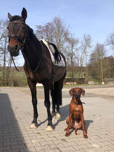 Rhodesian Ridgeback-Beitrag-Bild