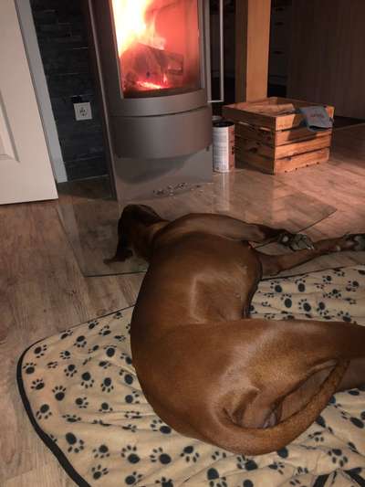 Rhodesian Ridgeback-Beitrag-Bild