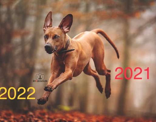 Rhodesian Ridgeback-Beitrag-Bild