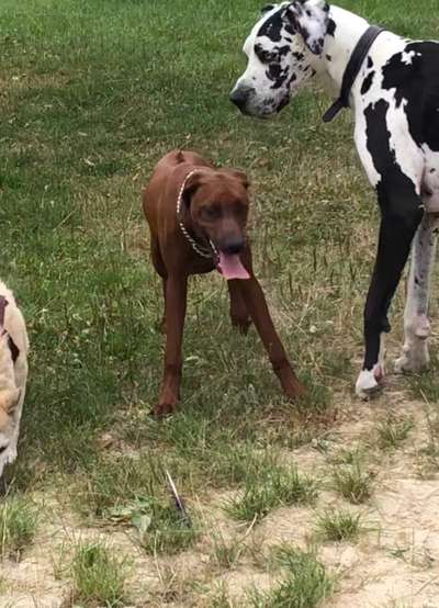 Rhodesian Ridgeback-Beitrag-Bild