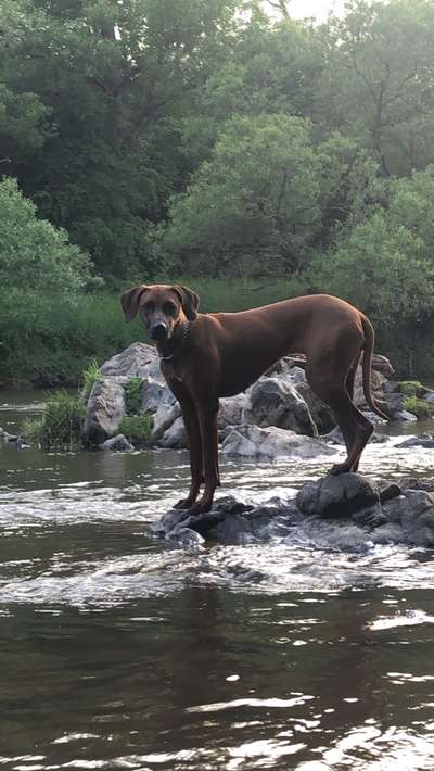 Rhodesian Ridgeback-Beitrag-Bild
