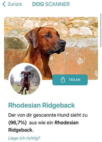 Rhodesian Ridgeback-Beitrag-Bild
