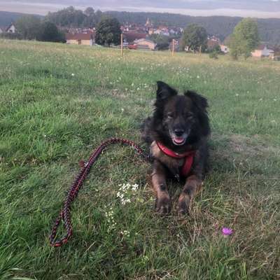 Hundetreffen-Spaziergang (ggf Training u Spiel)-Bild