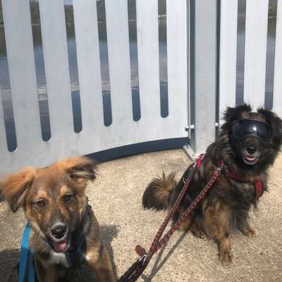 Hundetreffen-Fährte und/oder spazieren gehen-Profilbild