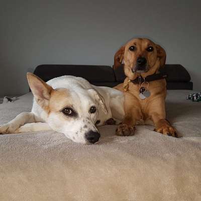 Hundetreffen-Gassirunde