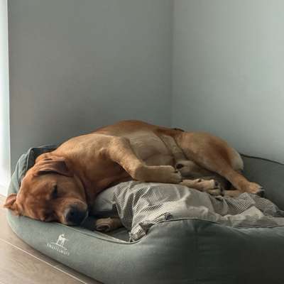 Hundetreffen-Spazieren/Spielen-Bild