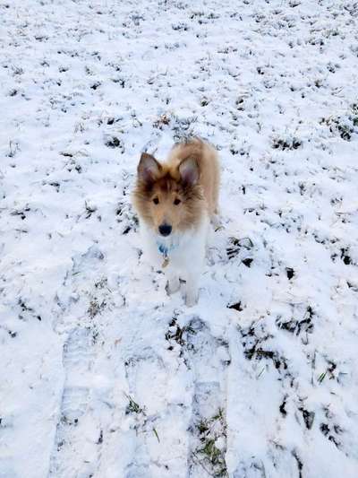 Welpen Bilder !-Beitrag-Bild