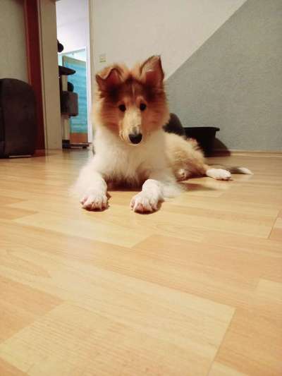 Collies gesucht-Beitrag-Bild