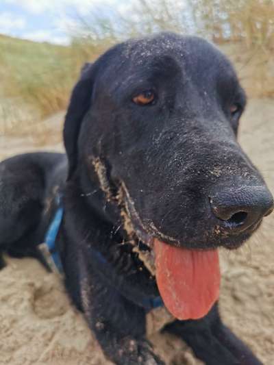 Labradorfans-Beitrag-Bild