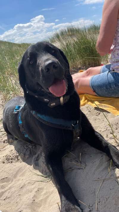 Labradorfans-Beitrag-Bild