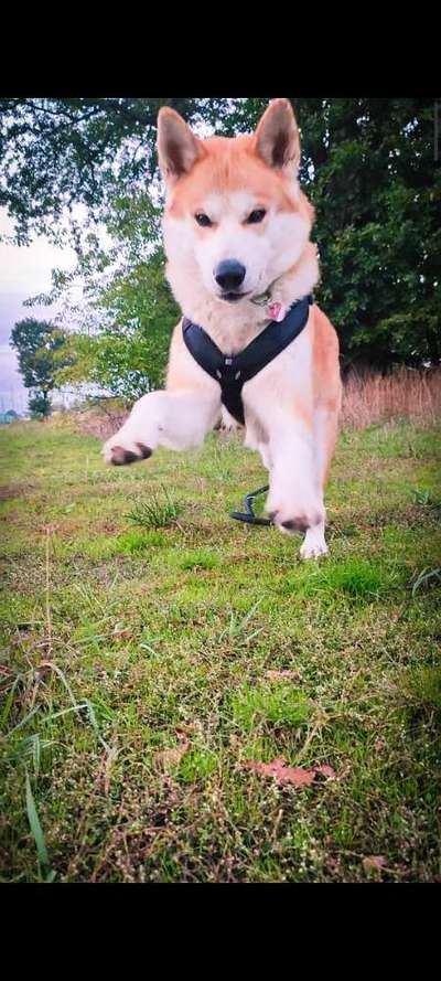 Akita Inu/American Akita (Mix) halter.-Beitrag-Bild