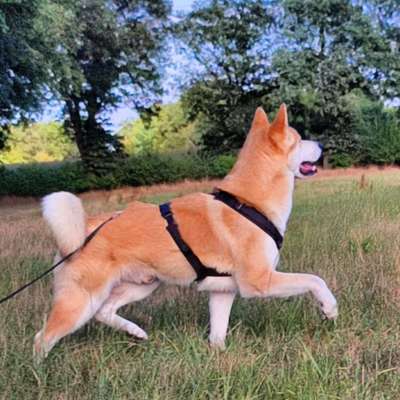 Akita Inu/American Akita (Mix) halter.-Beitrag-Bild