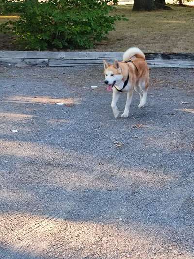 Akita Inu/American Akita (Mix) halter.-Beitrag-Bild