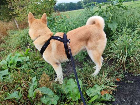 Der Gewichts-Thread-Beitrag-Bild