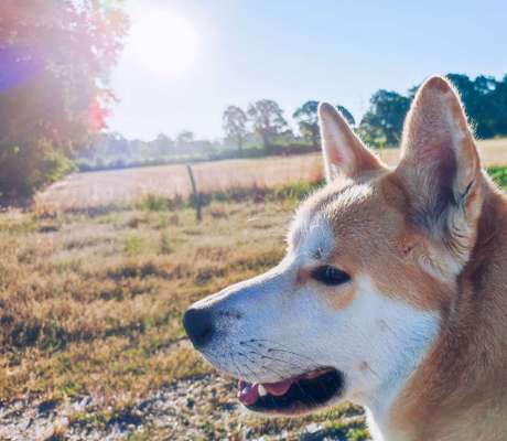 Akita Inu/American Akita (Mix) halter.-Beitrag-Bild