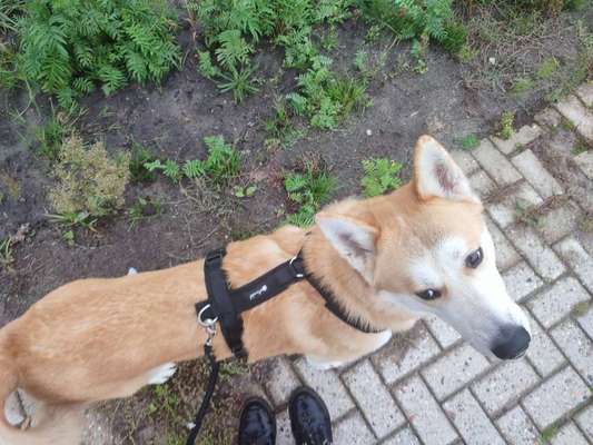 Der Gewichts-Thread-Beitrag-Bild