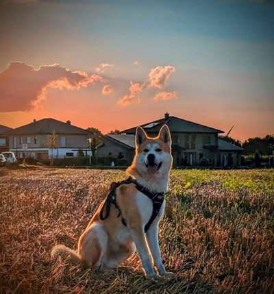 Akita Inu/American Akita (Mix) halter.-Beitrag-Bild