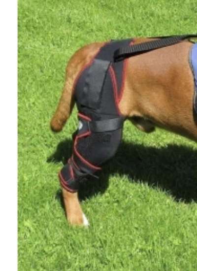 Kreuzbandriss TPLO-Beitrag-Bild