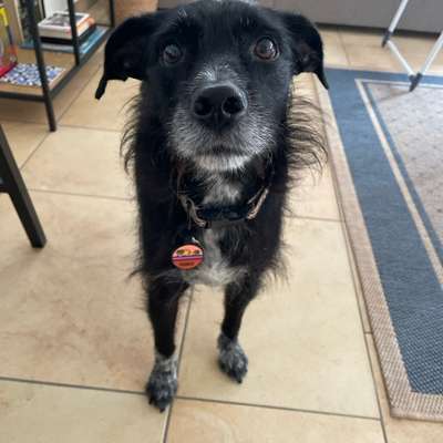 Hundetreffen-Spielpartner gesucht-Bild