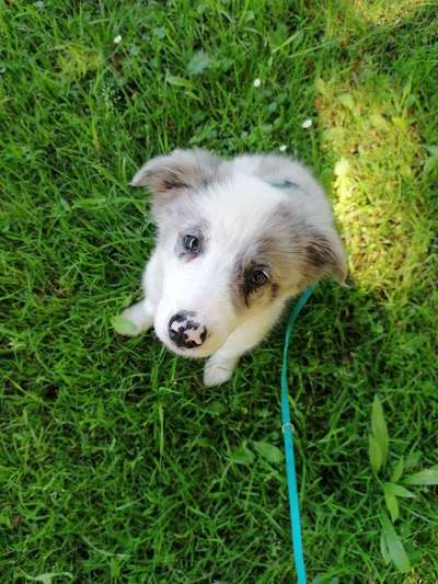 Die Dogorama Kalender Challenge 4/4-Beitrag-Bild