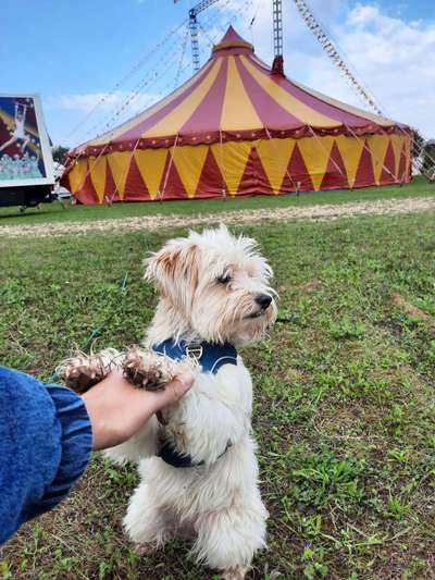 Hundetreffen-Gassierunden in Kreuznach-Bild