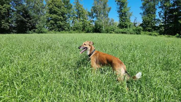 Hundetreffen-Windhund sucht Spielgefährten-Bild