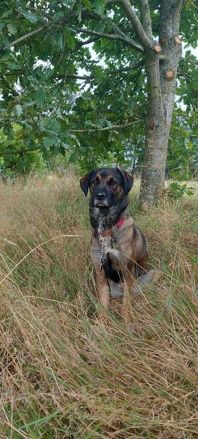 Mischlingshunde Foto Aufruf-Beitrag-Bild