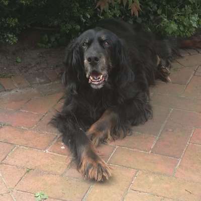 Die Dogorama Kalender Challenge 4/4-Beitrag-Bild