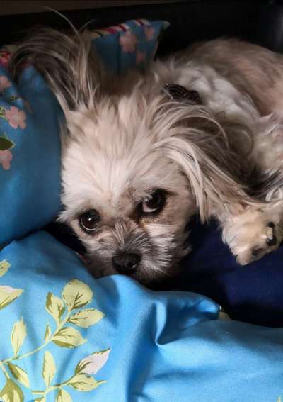 Die Dogorama Kalender Challenge 4/4-Beitrag-Bild