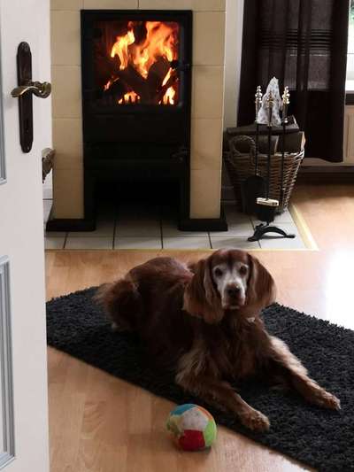 Die Dogorama Kalender Challenge 4/4-Beitrag-Bild