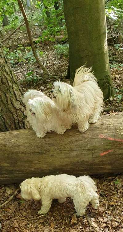 Foto -Challenge  Thema : Dein Hund Im Wald-Beitrag-Bild