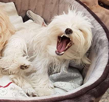 Der Wolf in eurem Hund-Beitrag-Bild