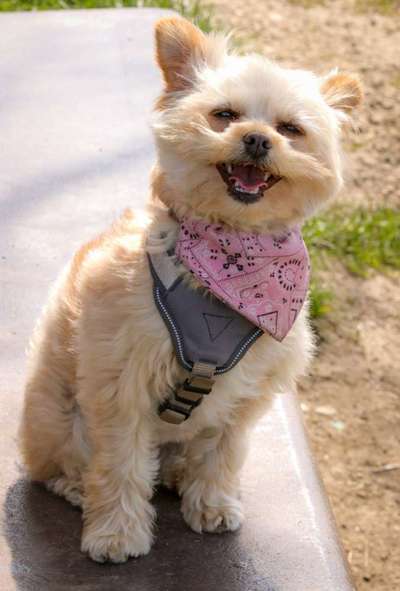 Handy Foto Challange Nr. 46  Happy Dog-Beitrag-Bild