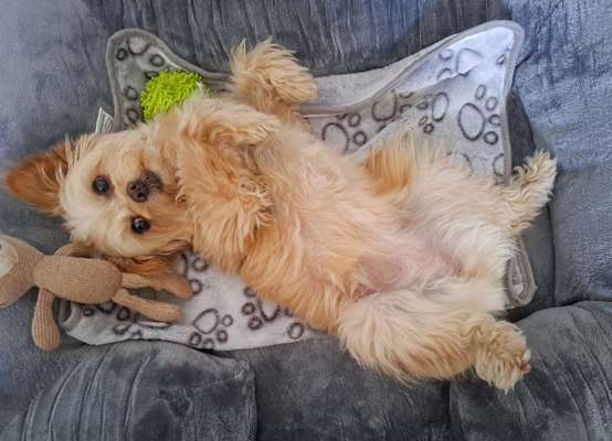 Dogorama Photo Challenge - Zeigt her eure Bäuche-Beitrag-Bild