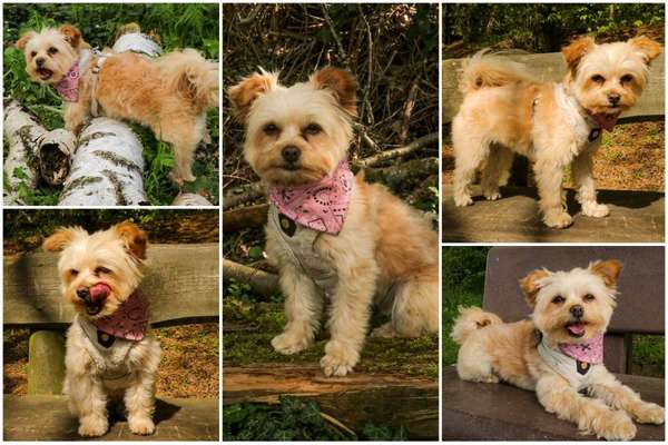 31. Collagen Challenge - Bänke/ Steine /Baumstümpfe-Beitrag-Bild