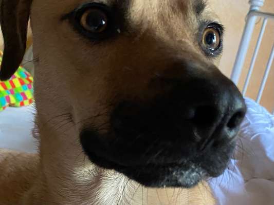 Labradorfans-Beitrag-Bild