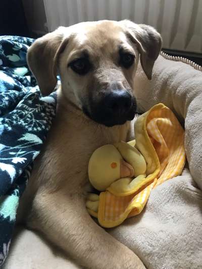 Welpen Bilder !-Beitrag-Bild