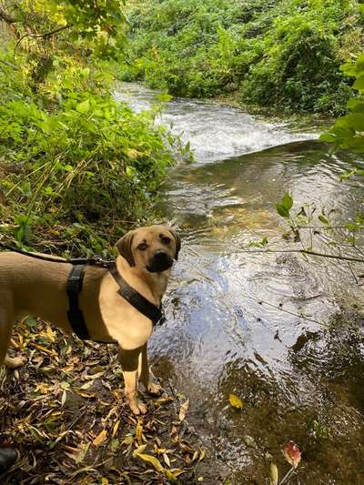 Die wunderschöne Welt mit Hund.-Beitrag-Bild