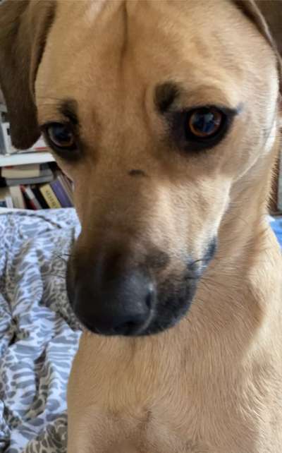 Labradorfans-Beitrag-Bild