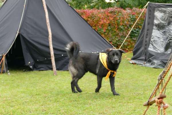 Labradorfans-Beitrag-Bild