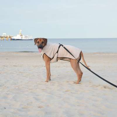 Hundetreffen-Trainings Treffen-Bild