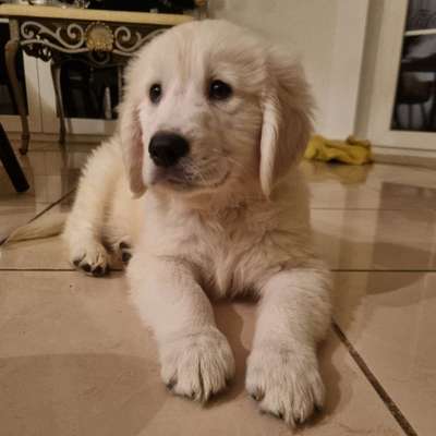 Hundetreffen-Welpentreffen in Heiligensee
