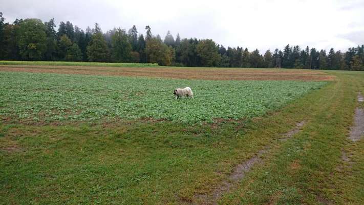 Hundeauslaufgebiet-Altensteig Dorf und Umgebung-Bild