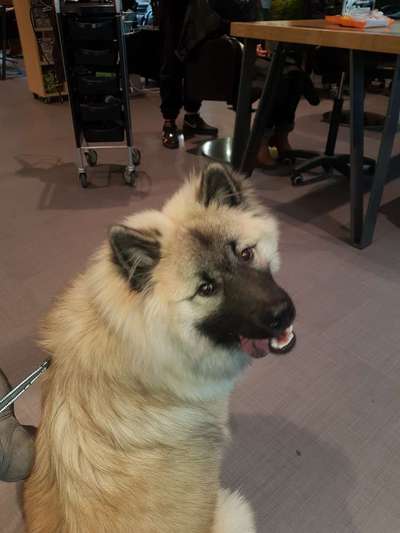 Eurasier hier?-Beitrag-Bild