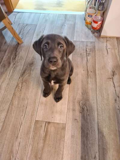 Labradorfans-Beitrag-Bild