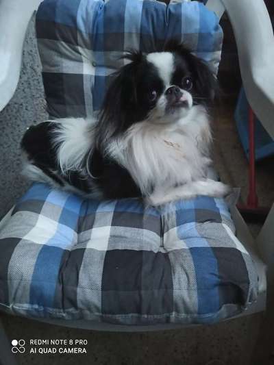 Dein Hund im Dogorama-Kalender 2021-Beitrag-Bild