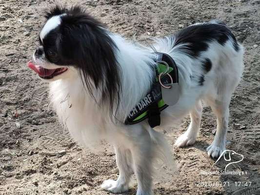 Dein Hund im Dogorama-Kalender 2021-Beitrag-Bild